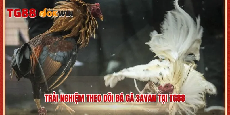 Trải nghiệm theo dõi đá gà Savan tại TG88